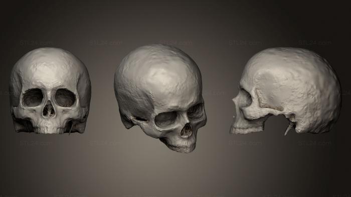 Анатомия скелеты и черепа (Человеческий Мужской Череп 1, ANTM_0140) 3D модель для ЧПУ станка